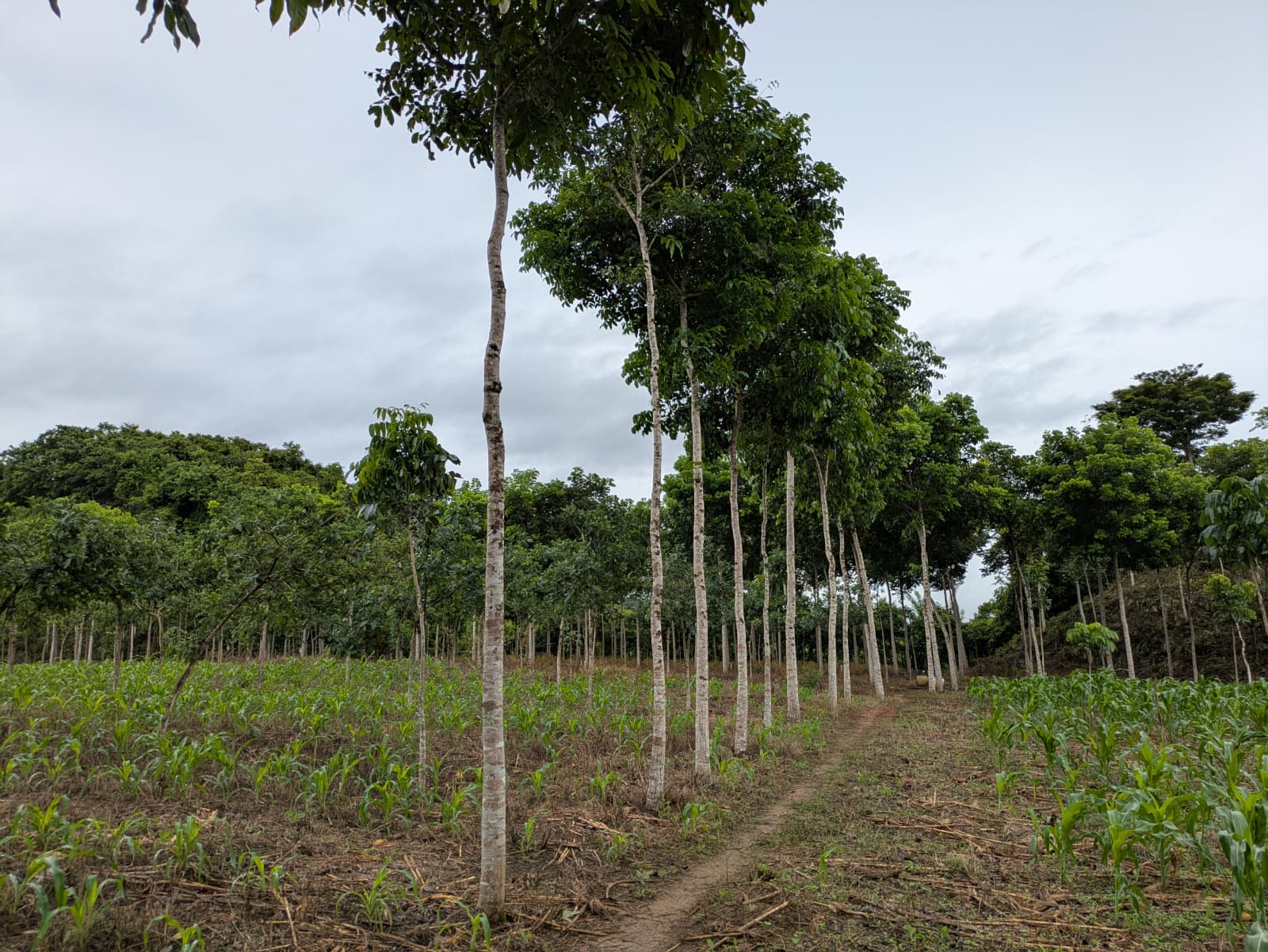 Tropical hardwood forest