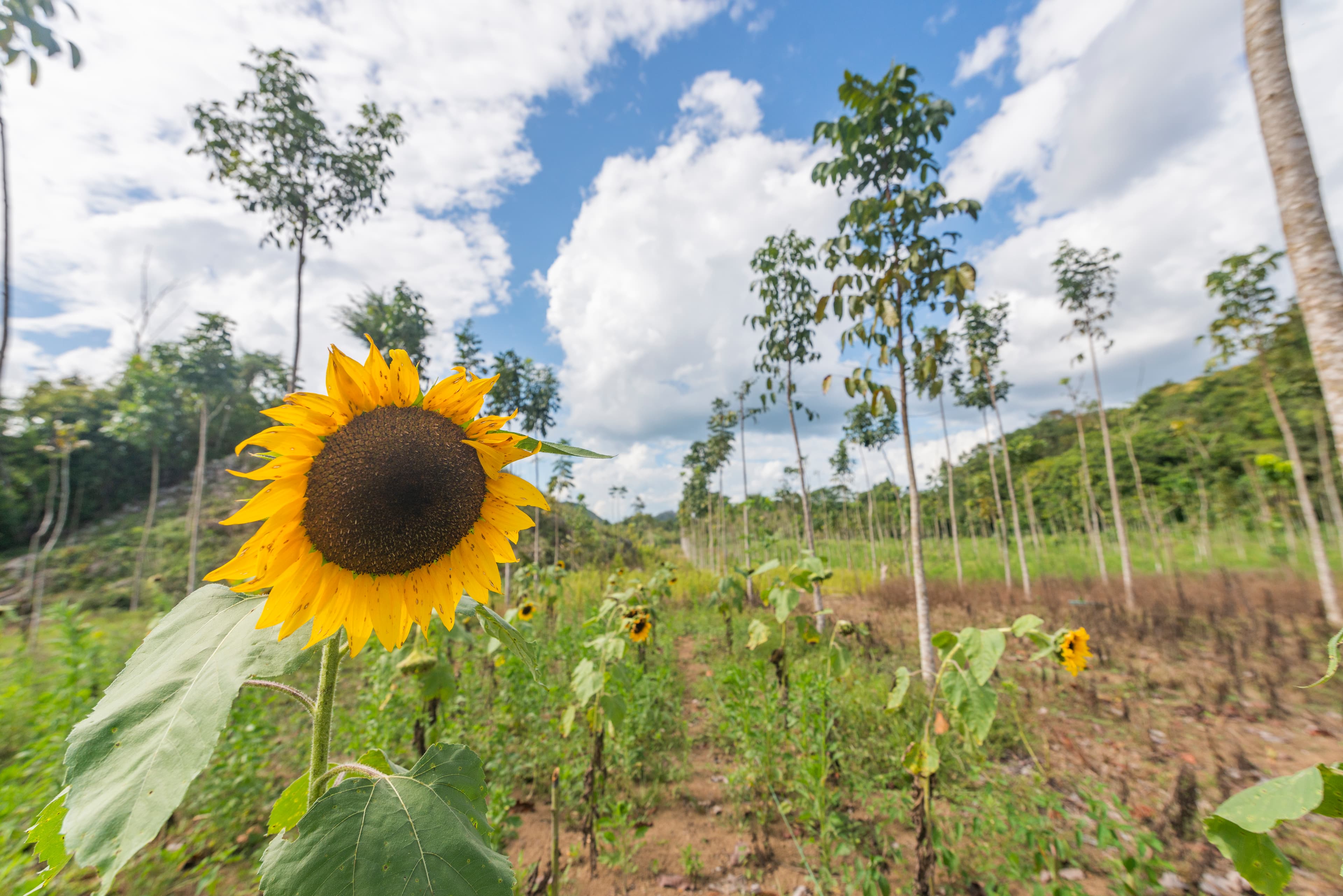 Mahogany at Las Azucenas gallery image 3