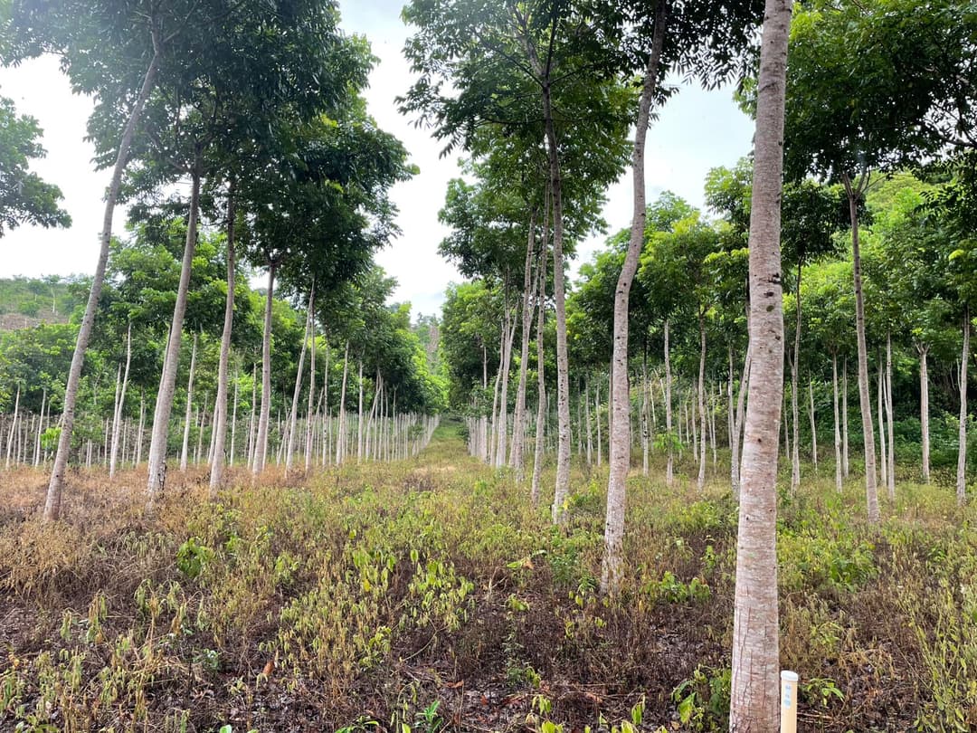 Tropical hardwood forest rows at Las Azucenas