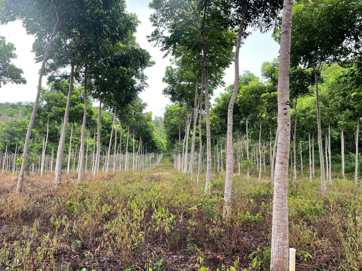 Tropical hardwood trees at Las Azucenas