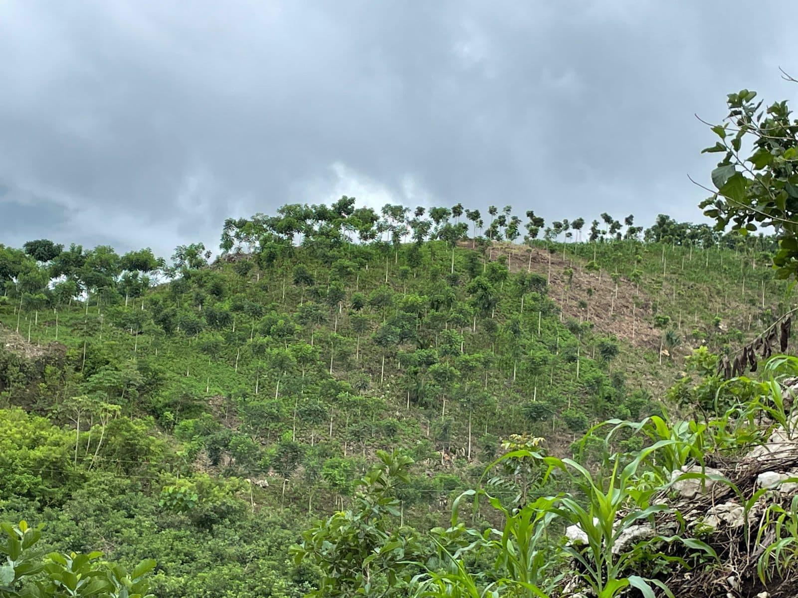 Ziricote at Las Azucenas
