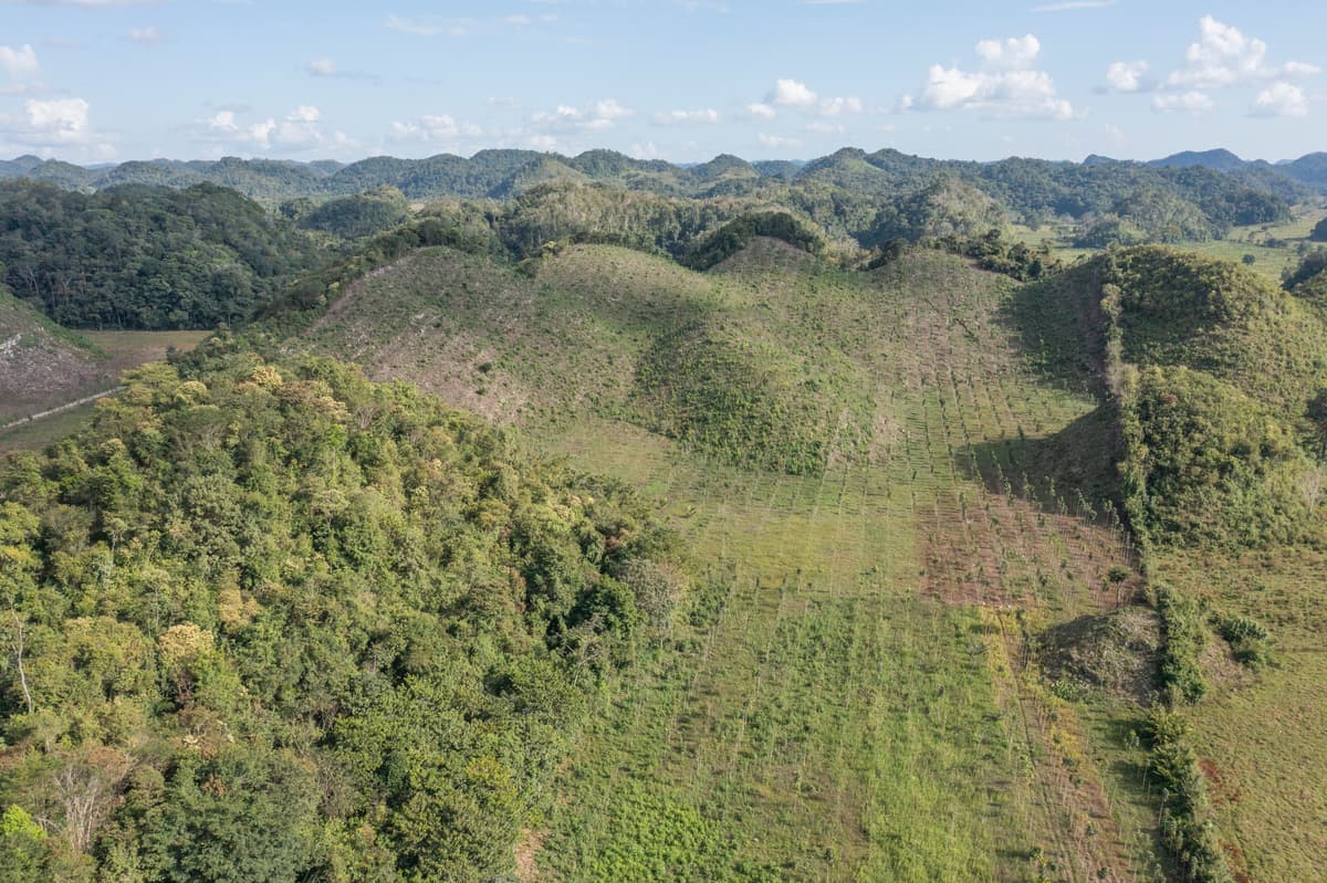 Tree ownership process