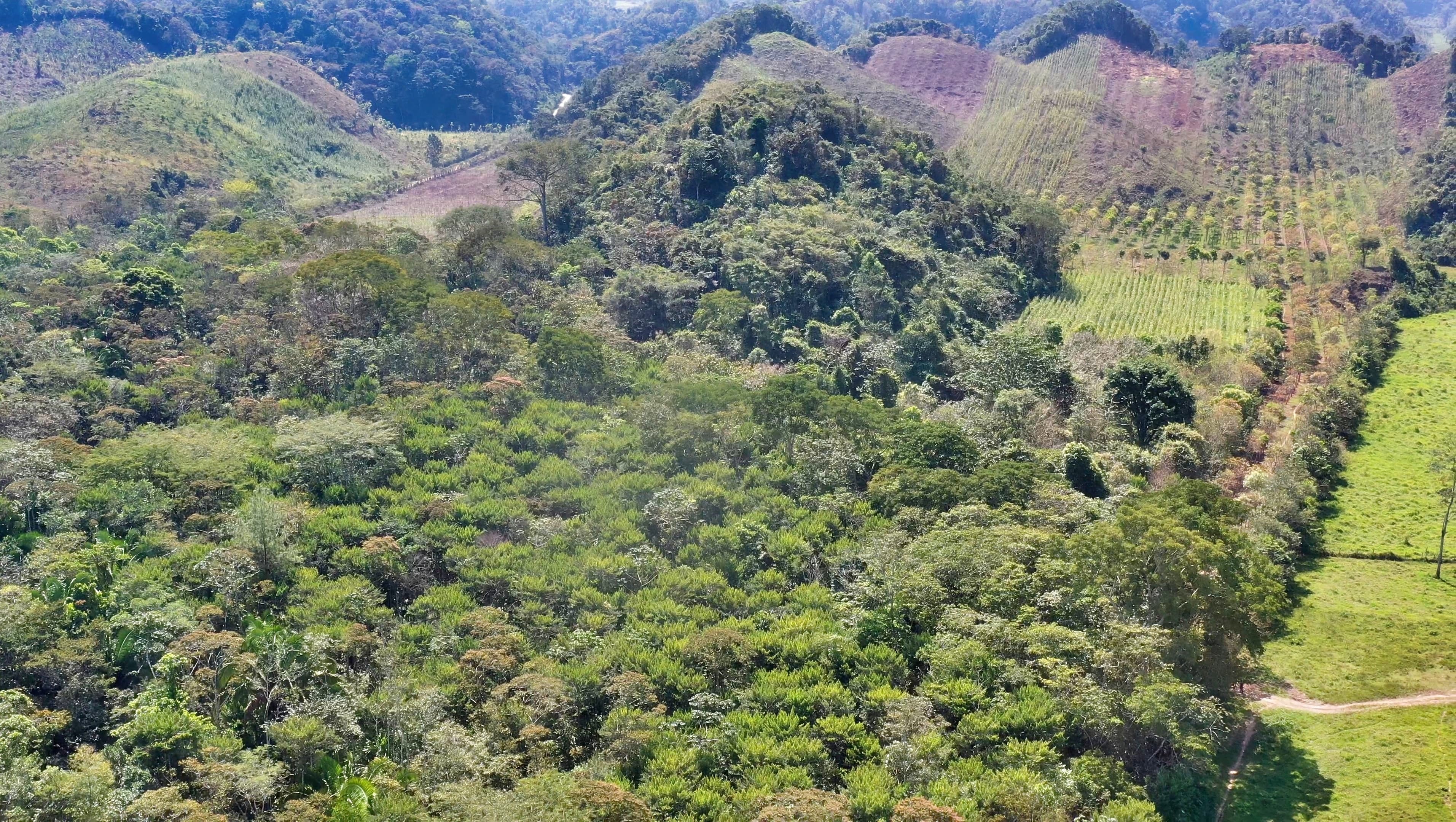 Forest management image 1