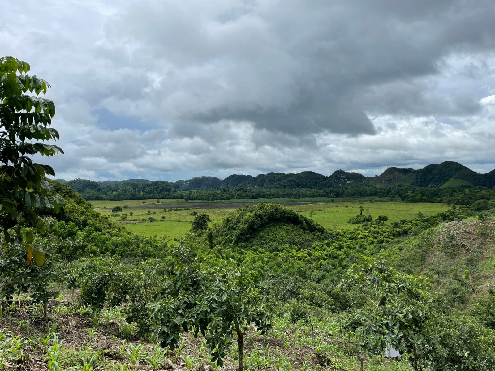 Ziricote at Las Azucenas gallery image 4