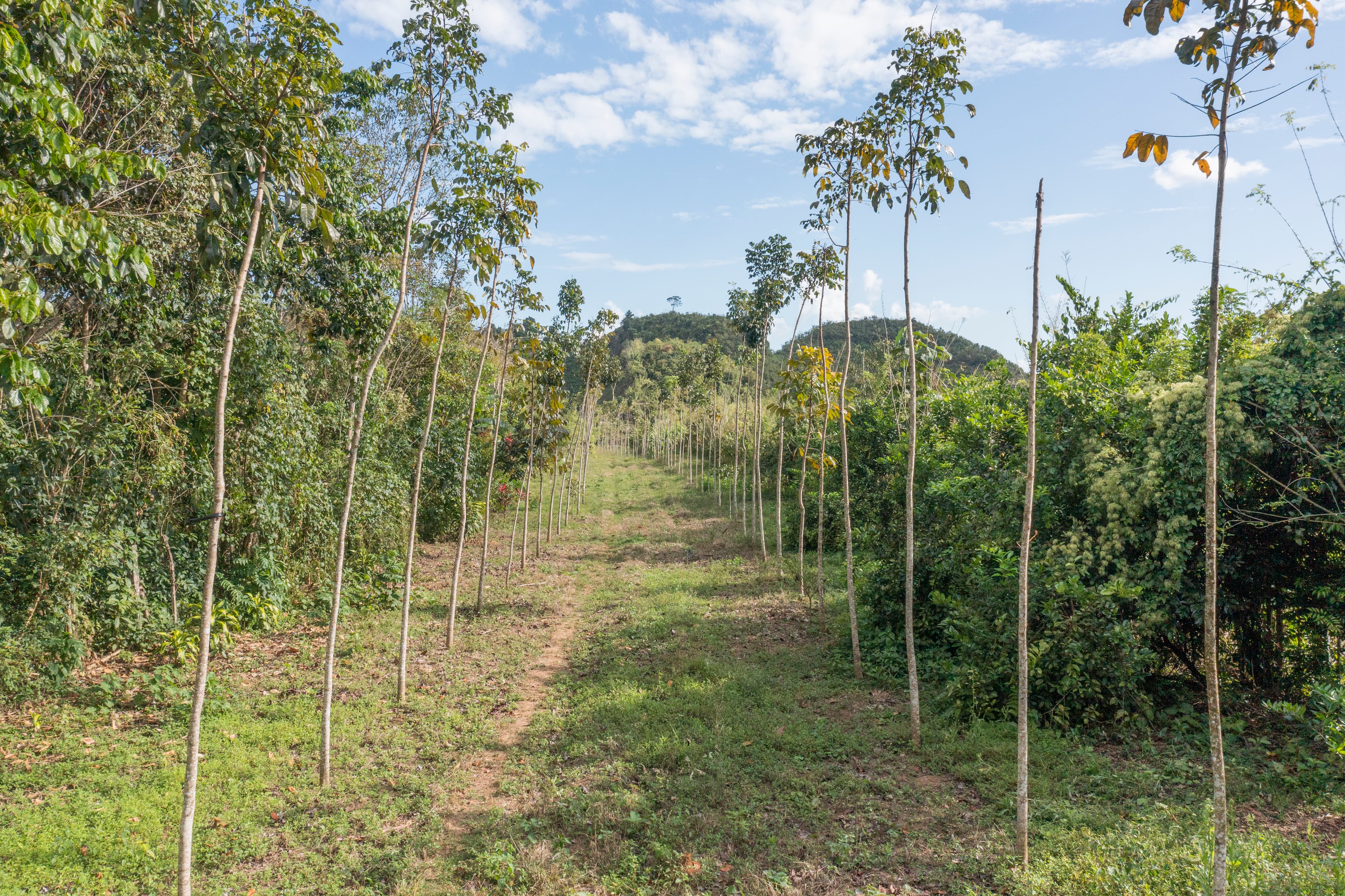 Mahogany at Las Azucenas gallery image 1