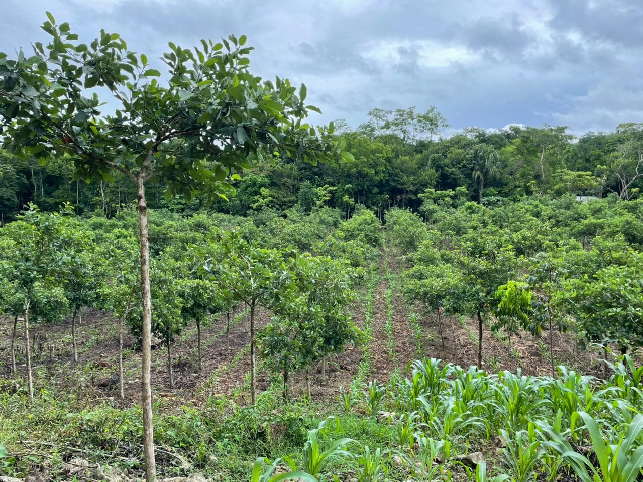 Ziricote at Las Azucenas gallery image 3