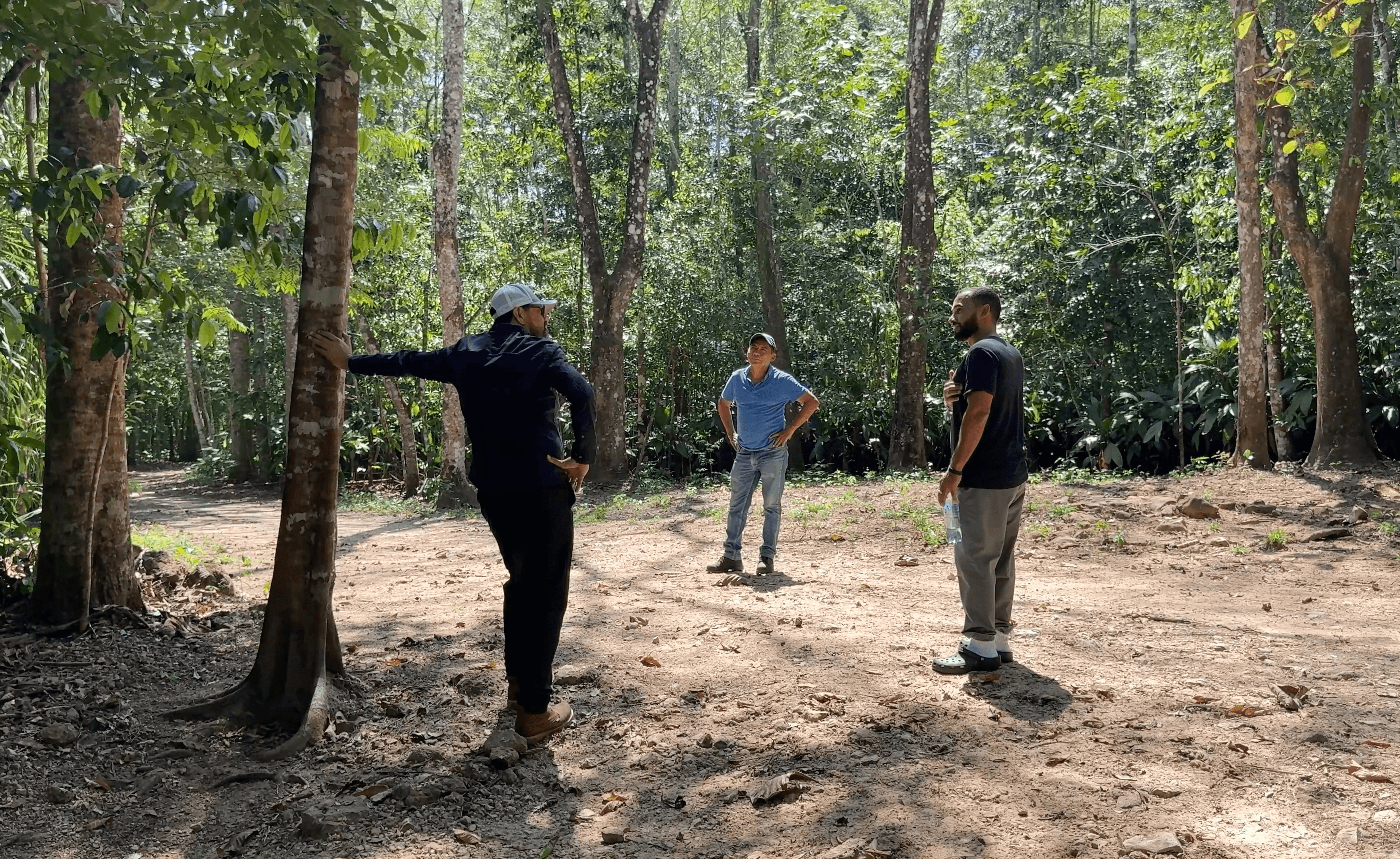 Forest management image 2