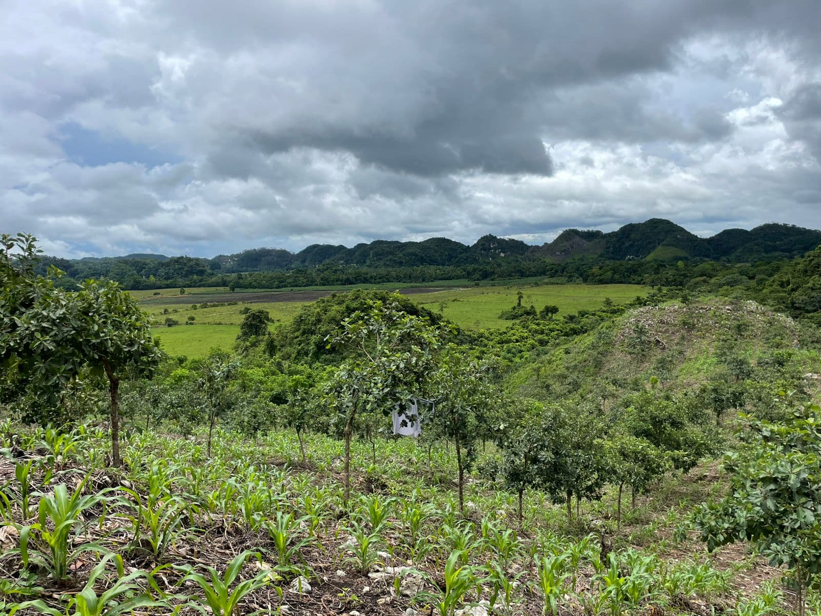 Ziricote at Las Azucenas gallery image 1