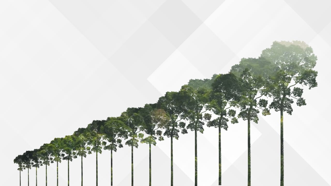 Timber for Tomorrow: Owning Sustainably