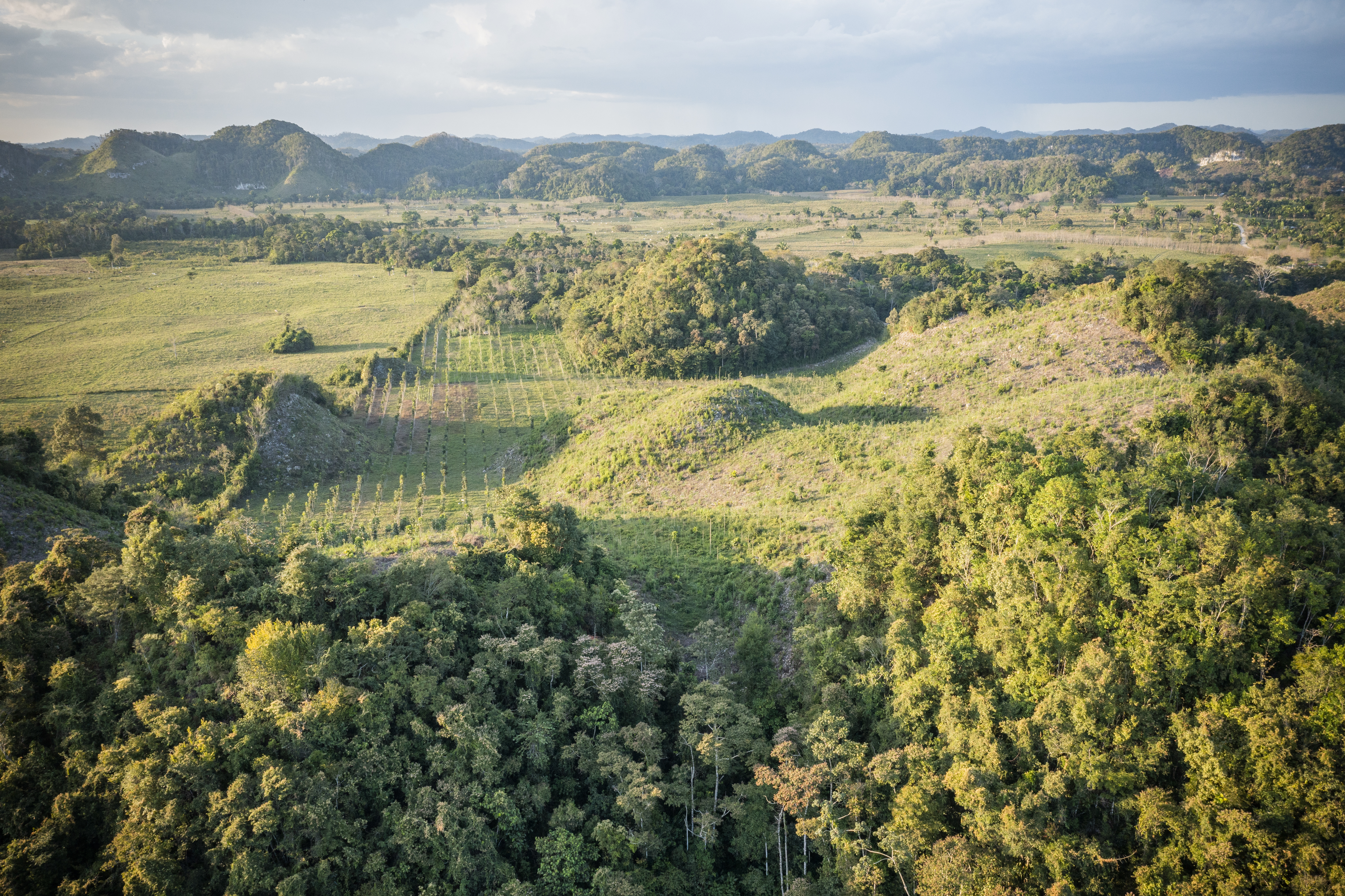 Sustainable forest management practices